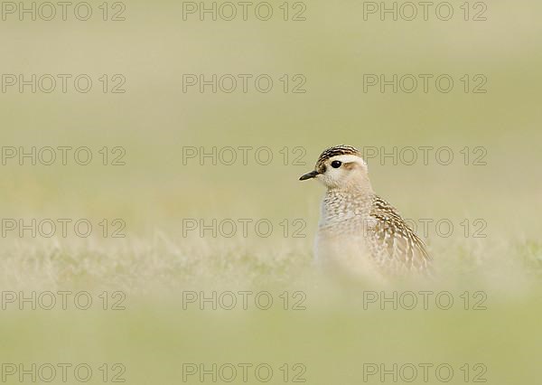 Eurasian dotterel