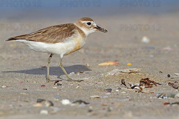 New Zealand Dotterel