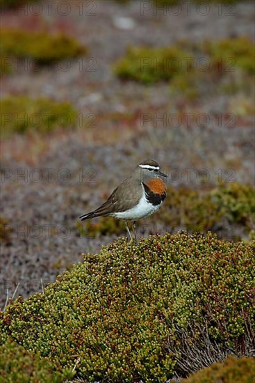 Plovers