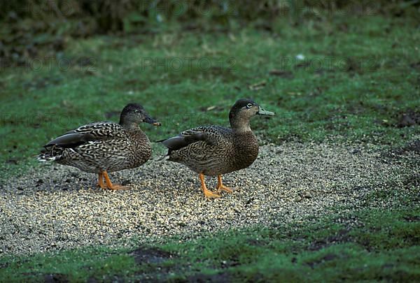 Hawaiian duck