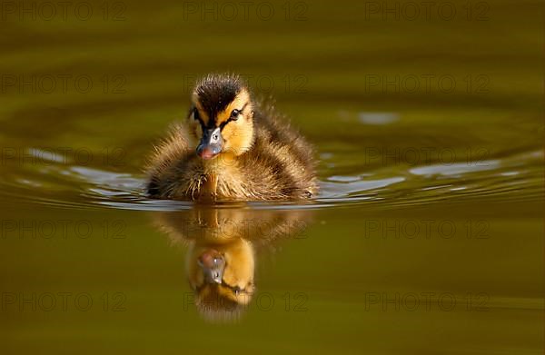 Mallard