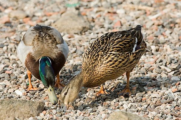 Mallard