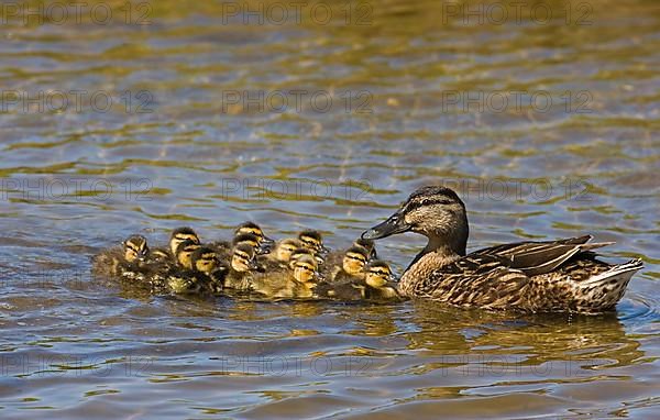 Mallard