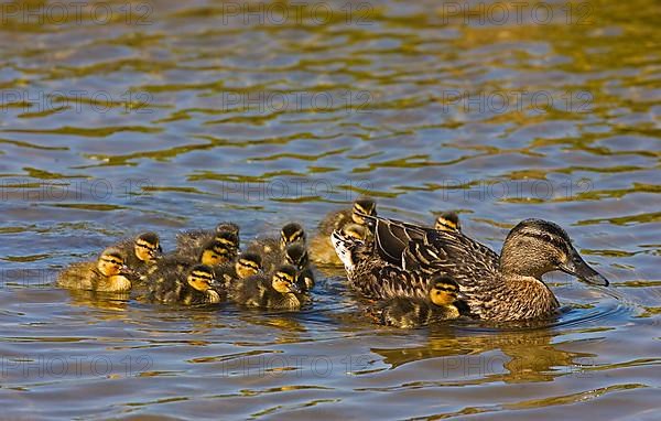 Mallard