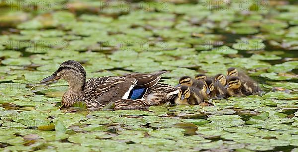 Mallard