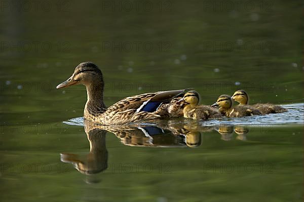 Mallard Duck