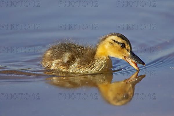 Mallards