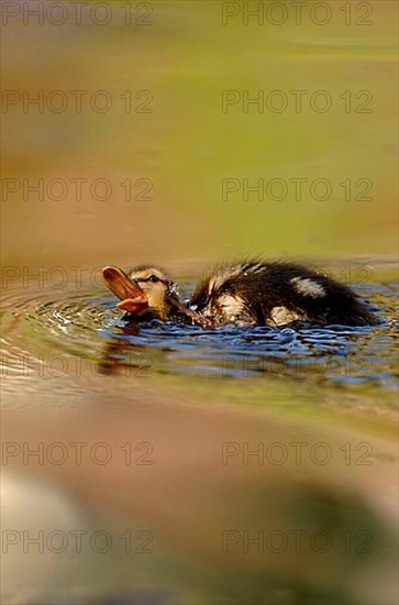 Mallard Duck