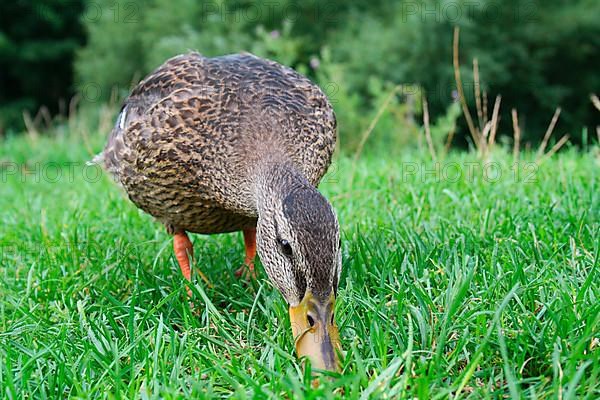 Mallard