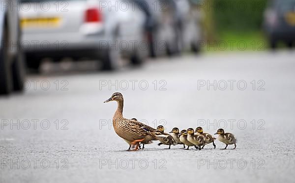 Mallards