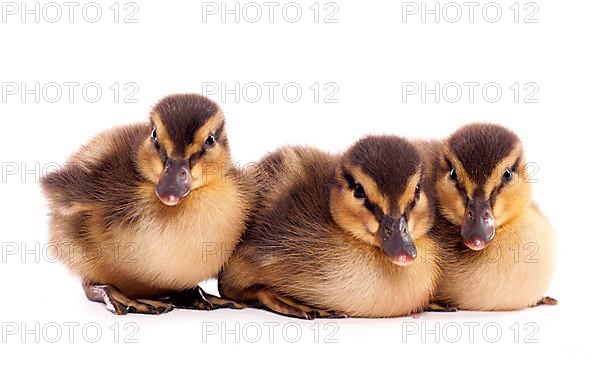 Mallard Duck