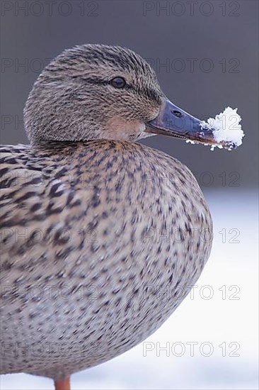 Mallards