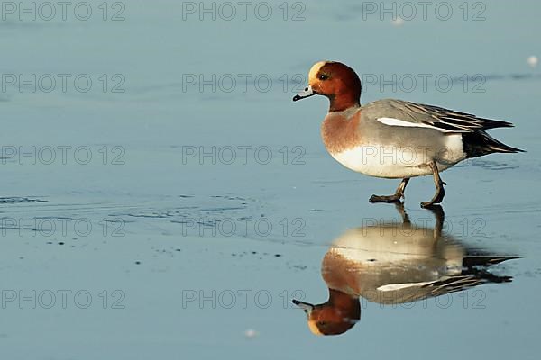 Eurasian Wigeon