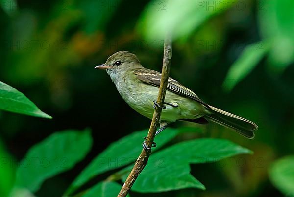 Caribbean Elaenia