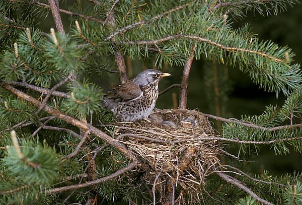 Juniper Thrush