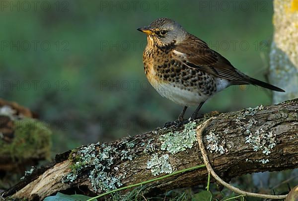 Juniper Thrush