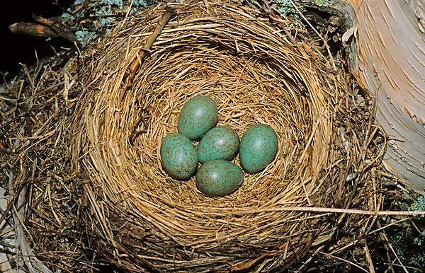 Juniper Thrush