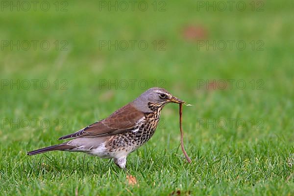 Fieldfare