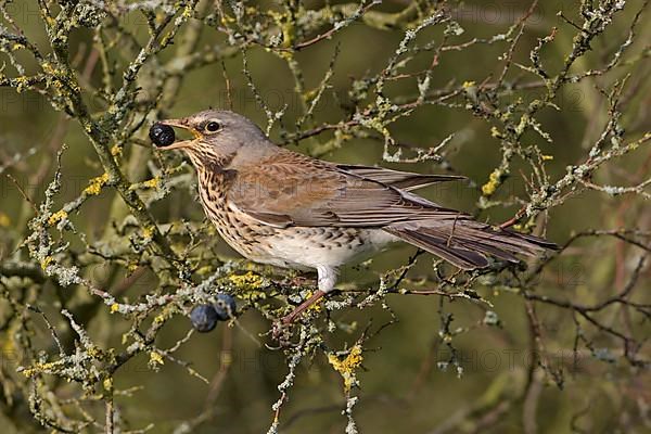 Fieldfare