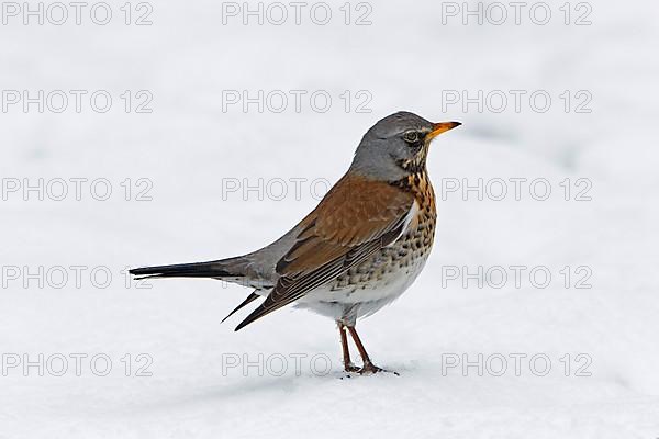 Fieldfare