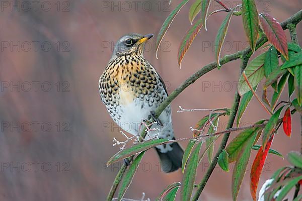 Fieldfare