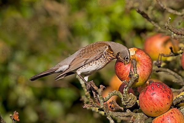 Fieldfare