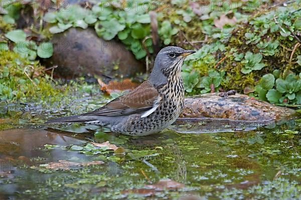 Fieldfare