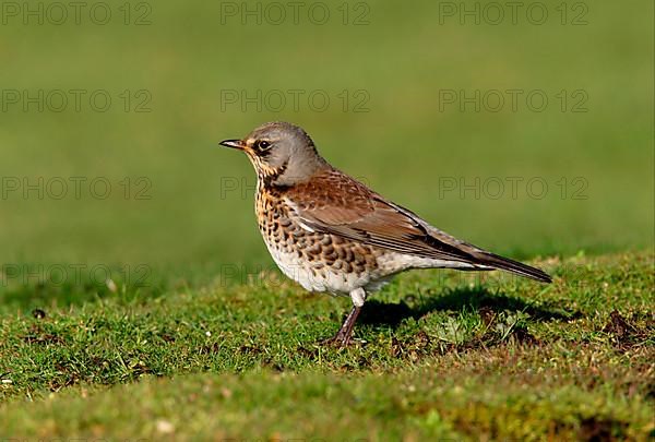 Fieldfare adult