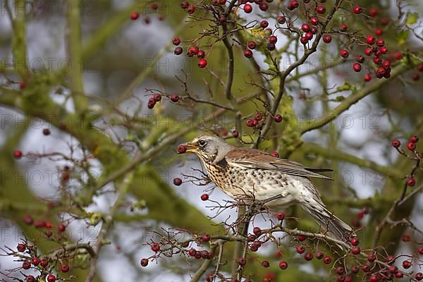 Fieldfare