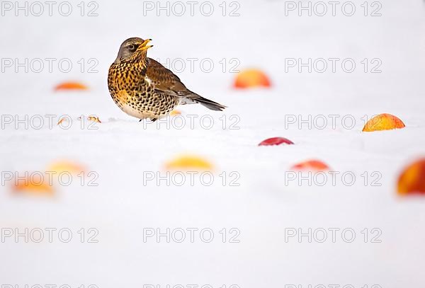 Fieldfare adult