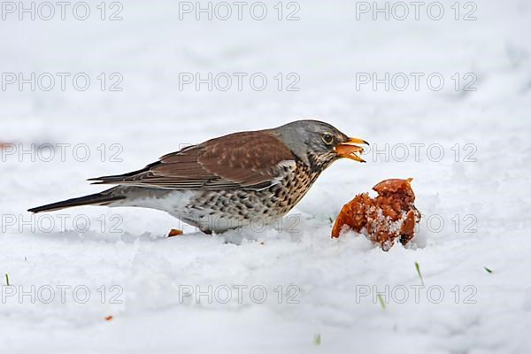 Fieldfare