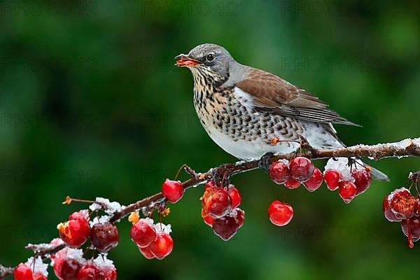 Fieldfare