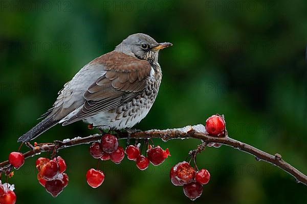 Fieldfare