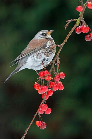 Fieldfare