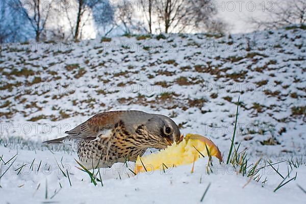 Fieldfare