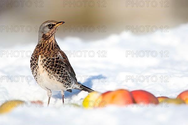 Fieldfare