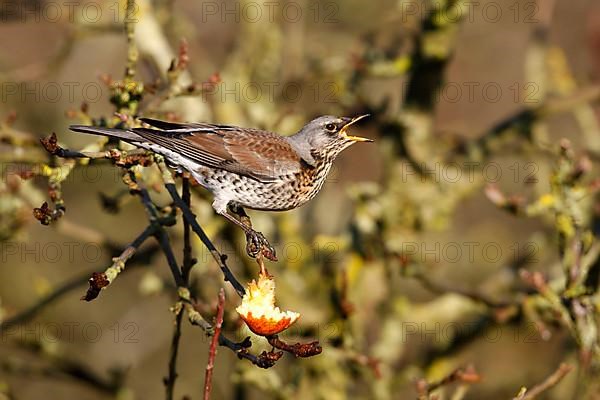 Fieldfare adult