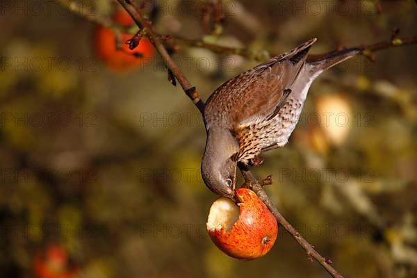 Fieldfare adult