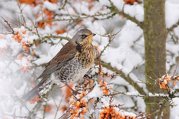 Fieldfare