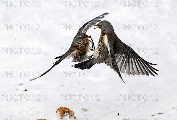 Fieldfare