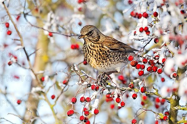 Fieldfare