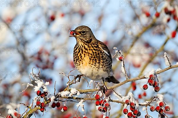 Fieldfare