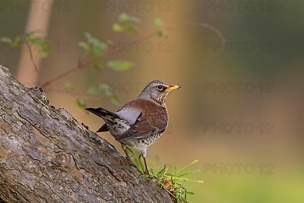 Fieldfare