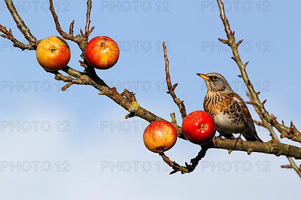 Fieldfare adult