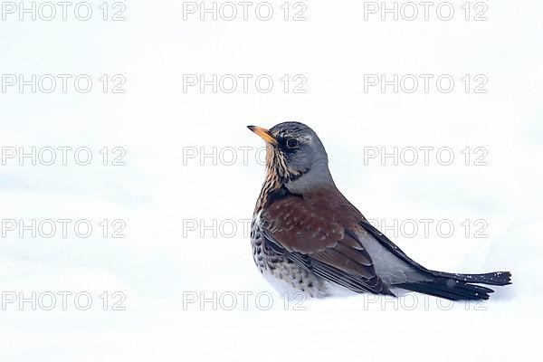 Fieldfare