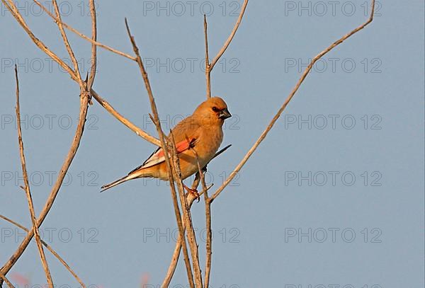 Desert finch
