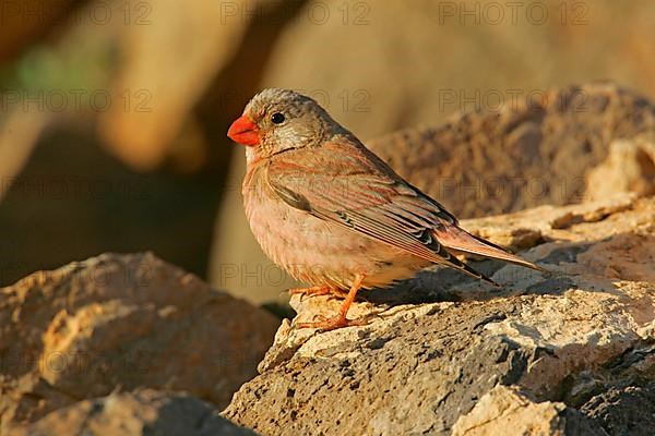 Trumpeter Finch