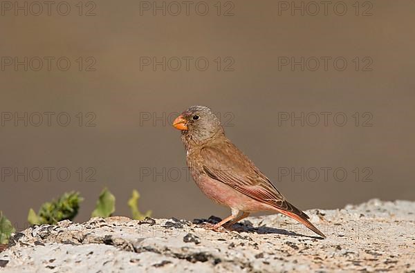 Trumpeter finch