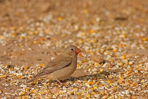 Trumpeter finch