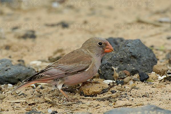 Trumpeter Finch